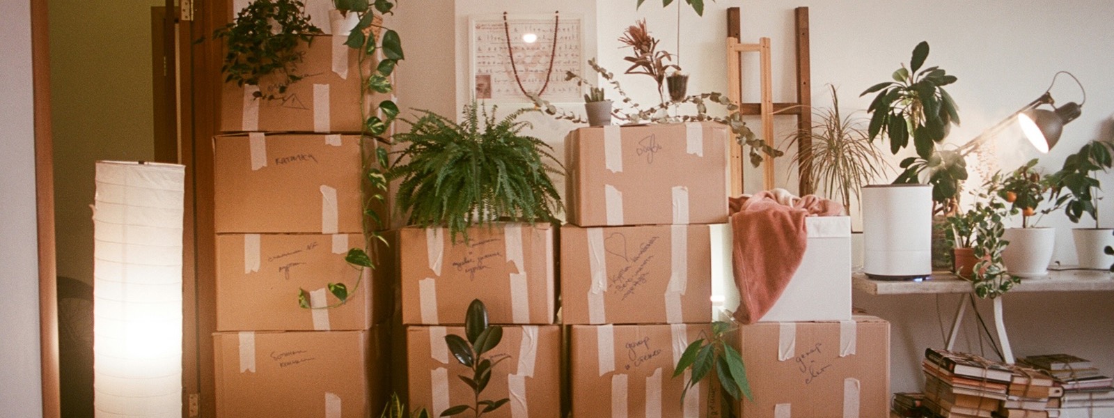 Moving boxes and houseplants stacked in a living room